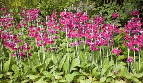 Candelabra primroses