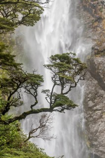 Branch of a tree in front of waterfall