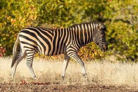 Plains Zebra