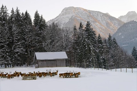 Deer feeding in winter