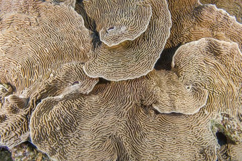 Serpent Coral