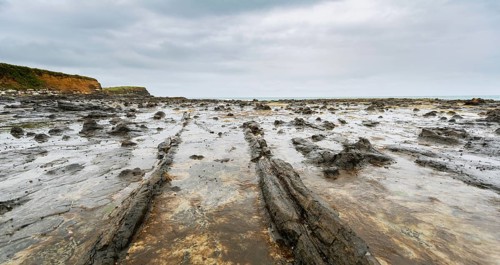 Petrified tree stumps
