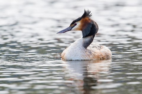 Great crested grebe