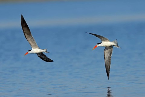 African skimmers