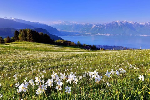 Poet's daffodils