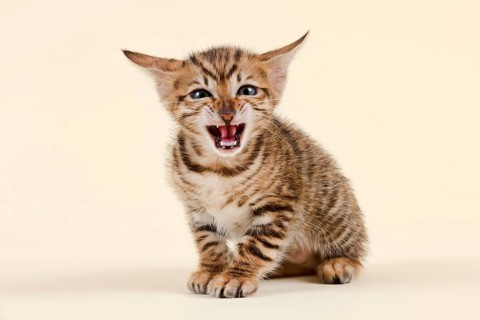 Toyger
