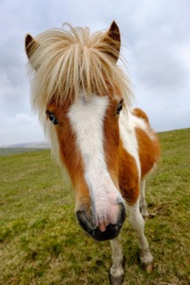 Dartmoor Pony