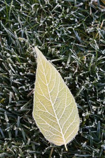Velvet Ash tree