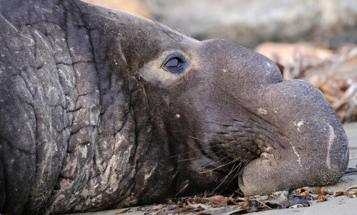 Northern Elephant Seal