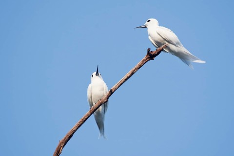 White terns