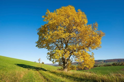 European ash