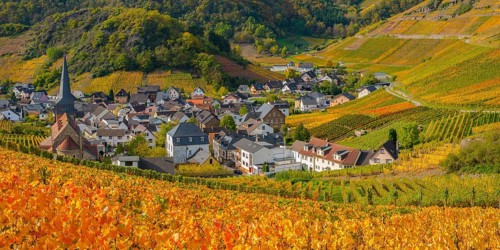 Vineyards in autumn