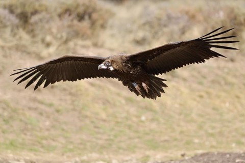Black vulture