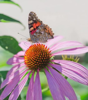 Painted Lady