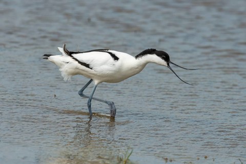 Pied avocet
