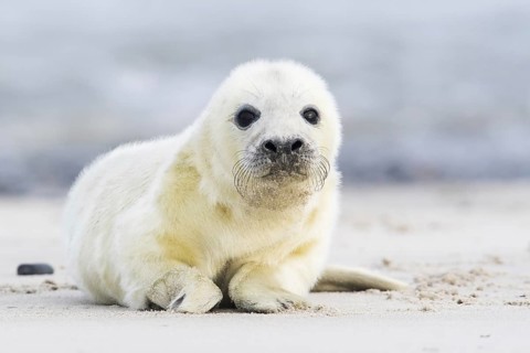 Newborn gray seal