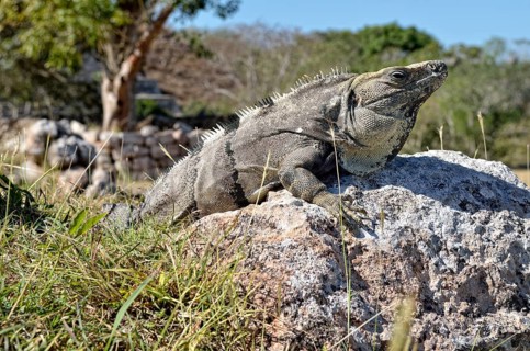 Black spiny-tailed iguana