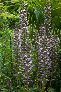 Inflorescence from acanthus