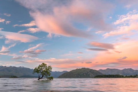 Single tree standing in the water