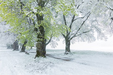 Trees