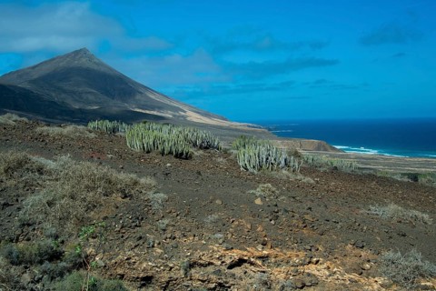 Canary Island spurge