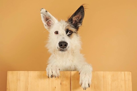 Podenco mongrel