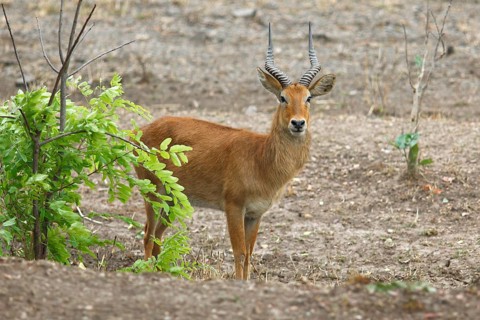 Puku