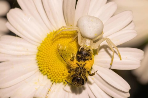 Goldenrod crab spider