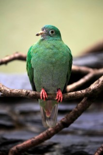 Black-naped fruit dove