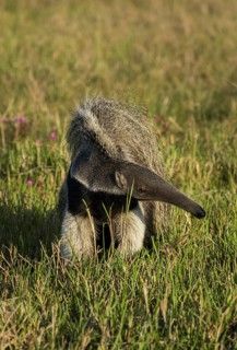 Giant anteater