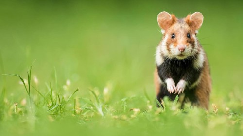 European hamster