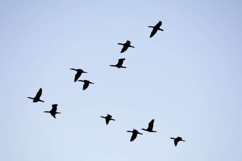 Common cranee
