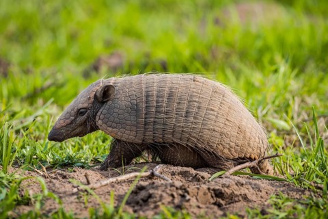 Big hairy armadillo