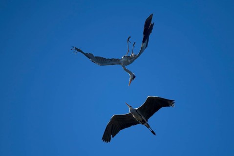 Grey heron