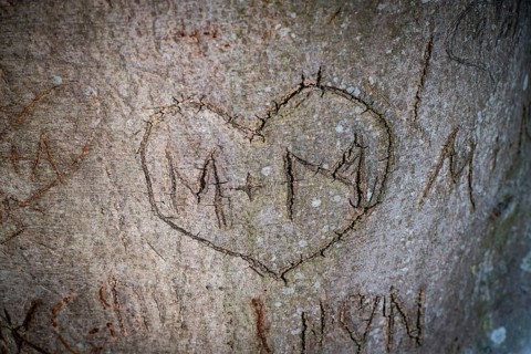 Heart carved into a tree with letters M and M