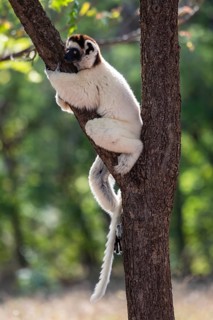 Verreaux's sifaka