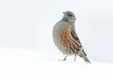 Alpine Accentor