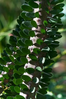 Detailed view of Madagascar ocotillo