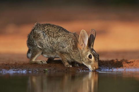 Eastern Cottontail