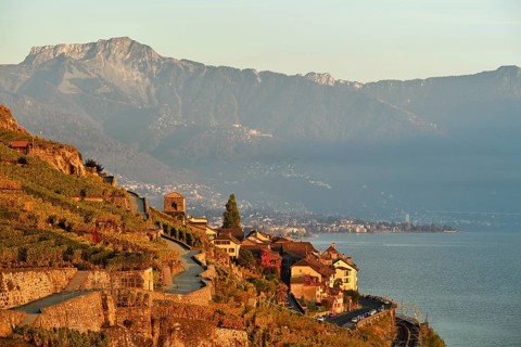 Vineyards in autumn