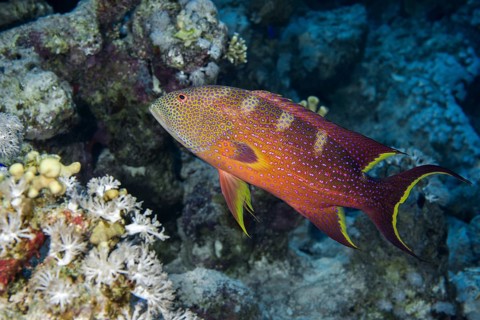 Yellow-edged lyretail