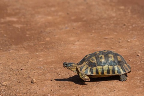 Angulate tortoise