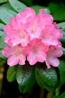 Rhododendron