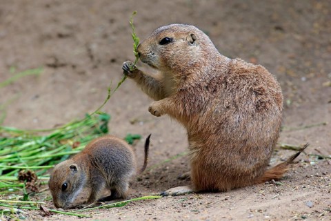 Black-tailed Prairie dogs