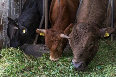Young cattle
