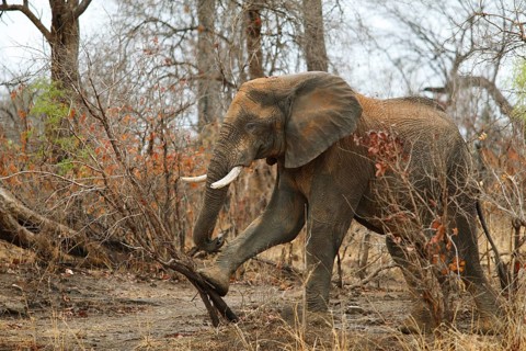 African bush elephant