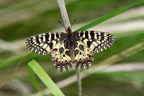 Southern festoon
