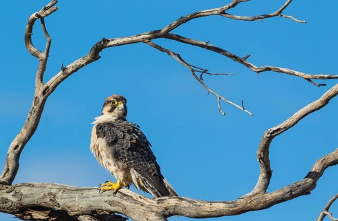 Lanner Falcon