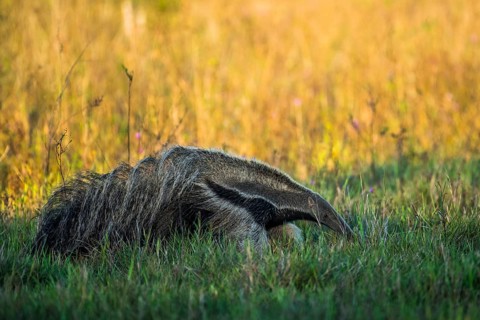 Giant anteater