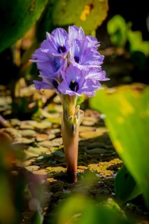 Flowering water hyacinth